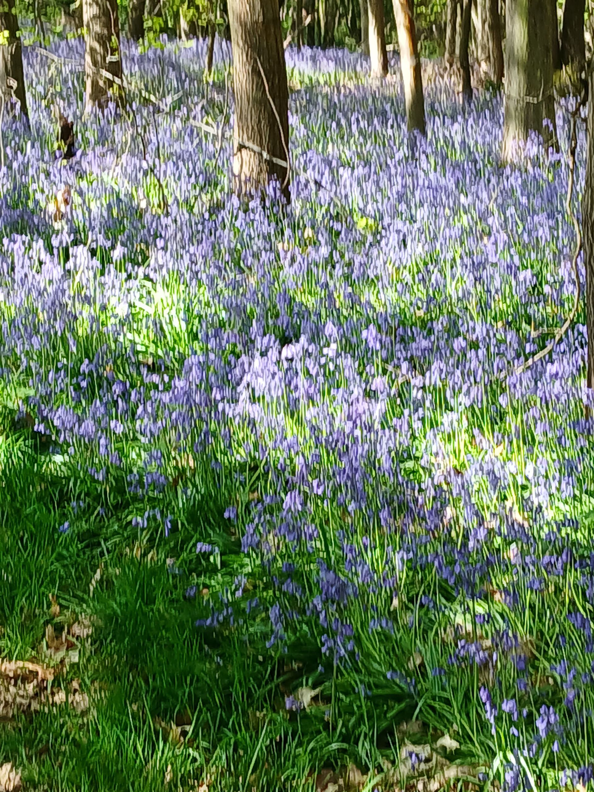 Bluebells in Rowley Woods